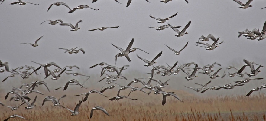 Hundredevis af gæs eller andre fugle, flyver i lavt lejde over en mark